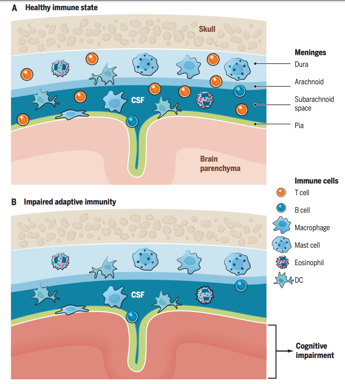 Multifaceted Interactions Between Adaptive Immunity And The Central