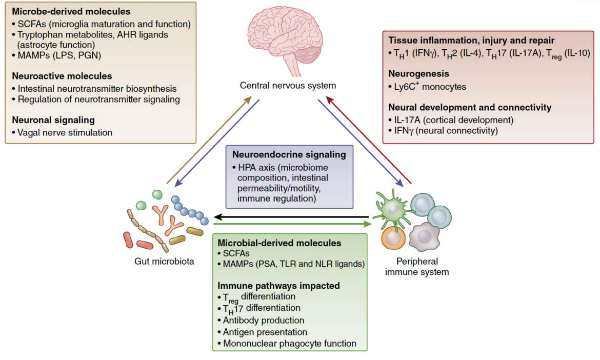 Interactions between the microbiome, immune and nervous systems in ...