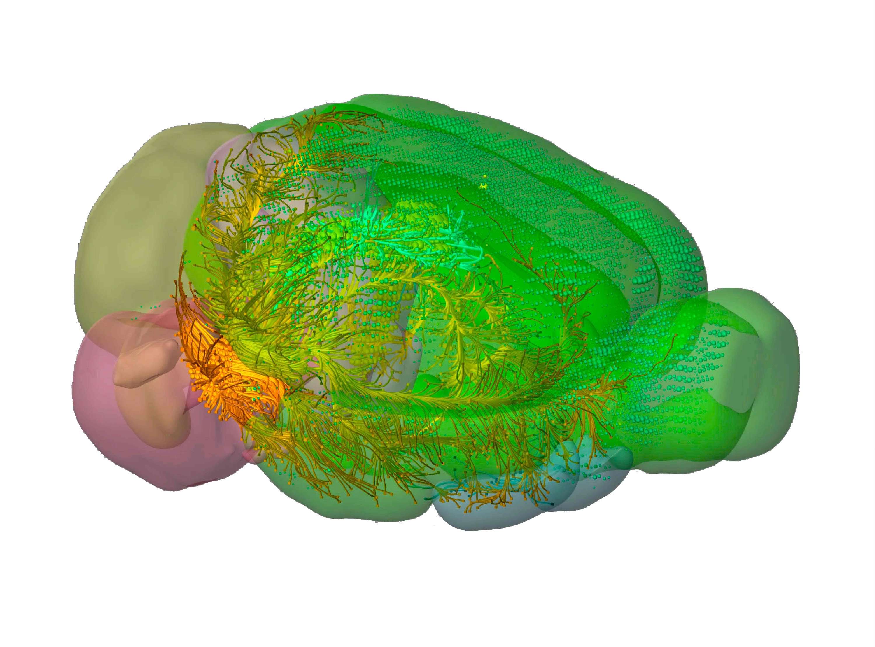 3d Map Of Mouse Neurons Reveals Complex Connections Aini