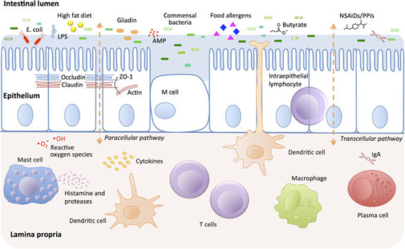 Intestinal barriers protect against disease – AINI