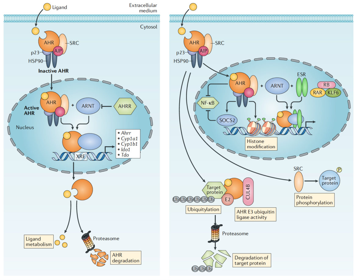 The Aryl Hydrocarbon Receptor: An Environmental Sensor Integrating ...