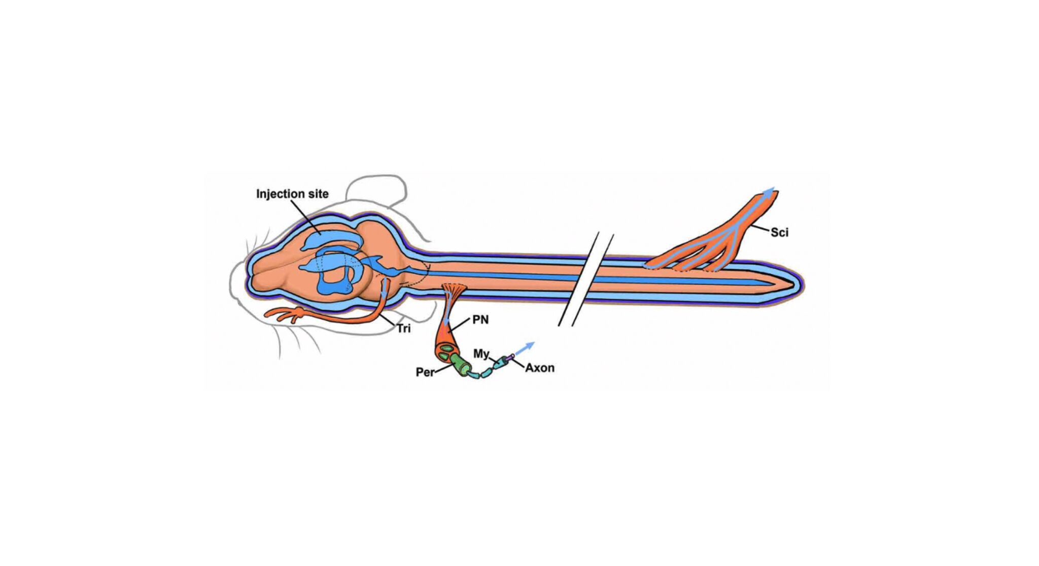Cerebrospinal fluid flow extends to peripheral nerves further unifying ...